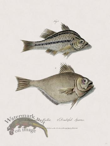 53 New Holland Caffowary